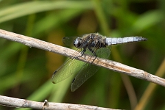 David Plant Photography - Wildlife Photography - Scarce chaser - I